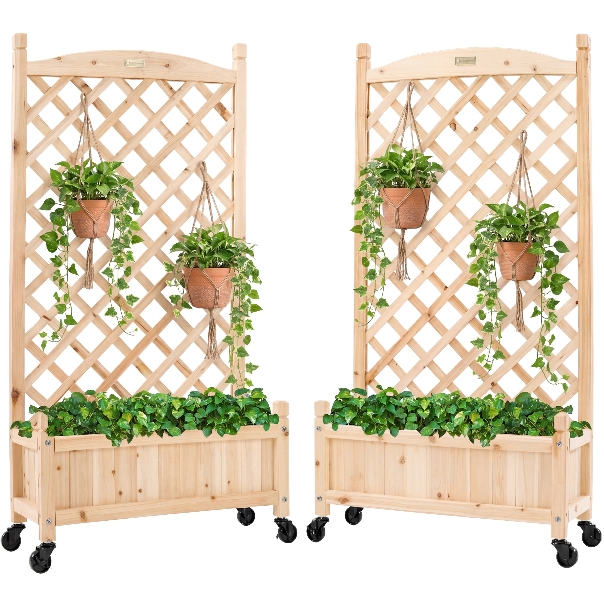 caring for philodendron cordatum Philodendron Cordatum – Easy-Care Heartleaf Vine for Home & Office – The  Garland Guy main image 0